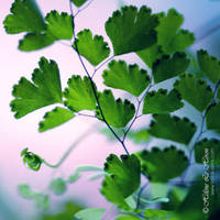 green camelopard by kim-e-sens