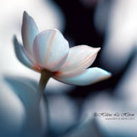 remain silent by kim-e-sens