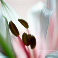 pistils by kim-e-sens