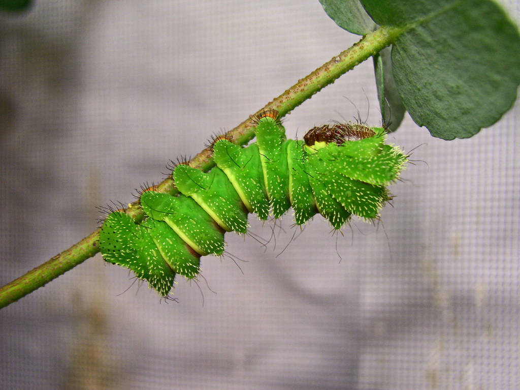 Argema mittrei larva by J-Y-M