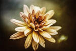 light by baspunk