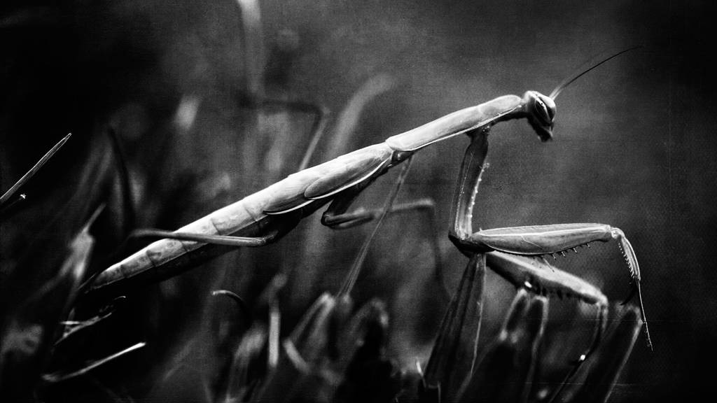 comme un voleur by baspunk on DeviantArt
