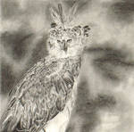 Harpy Eagle by WimpleToad