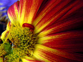 Red Sunrise by UniversalOpera