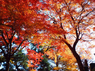 Japanese Autumn by SheltieWolf