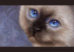 blue eyes by SandraWhite