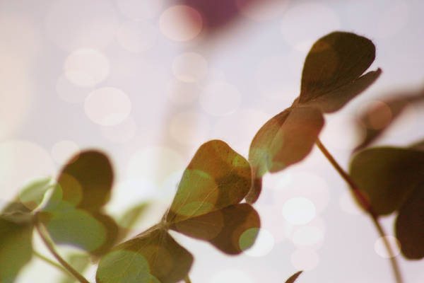 Green bokeh by PoetBanana