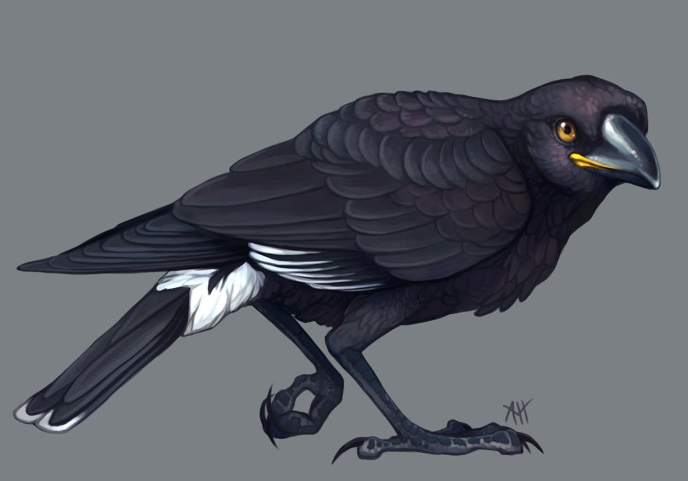 Currawong by soulwithin465