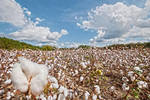 Field of Clouds with a Sky Full of Cotton by RichardNohs