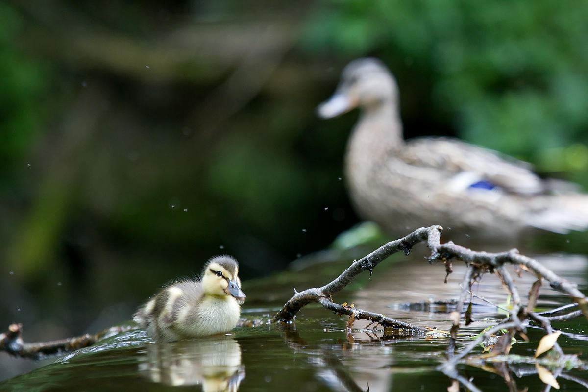 Wee Mallard by villekroger