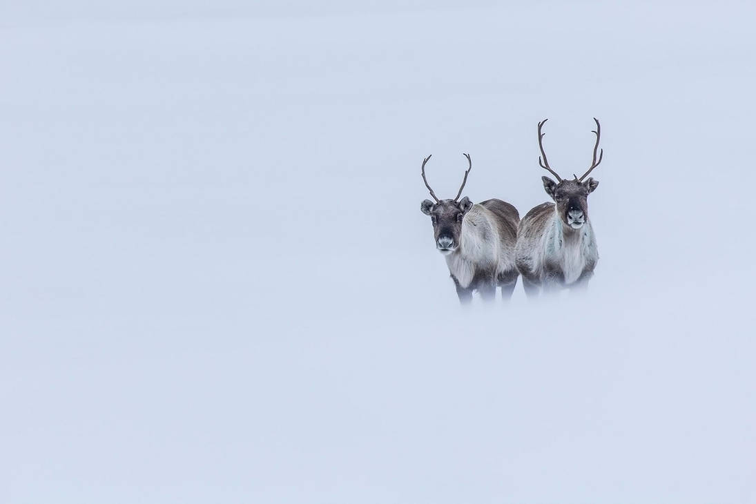 Snowblind by villekroger