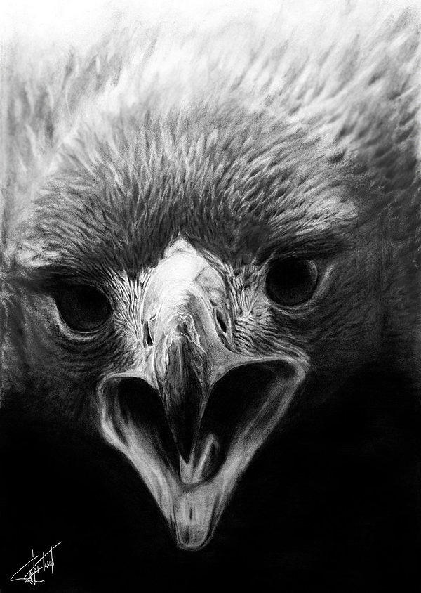 Hawk by BojanPapic