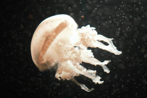 Divine in Nature by AmourRuse