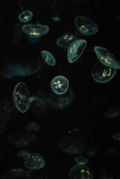 Silently Float, Glow by AmourRuse