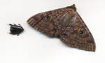 Moth and Beetle by serp-stock