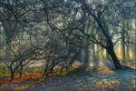 Whispering forest 1 by AStoKo