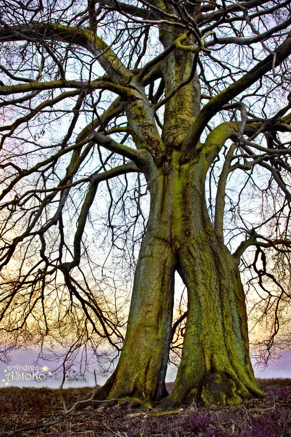 Baumbart Tree~ Treebeard ~ Napoleonsbuche 1 by AStoKo