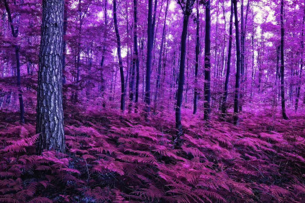 Purple Forest - Free Stock for Deviant Art Members by AStoKo
