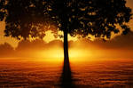 Tree Sunset Background STOCK by AStoKo