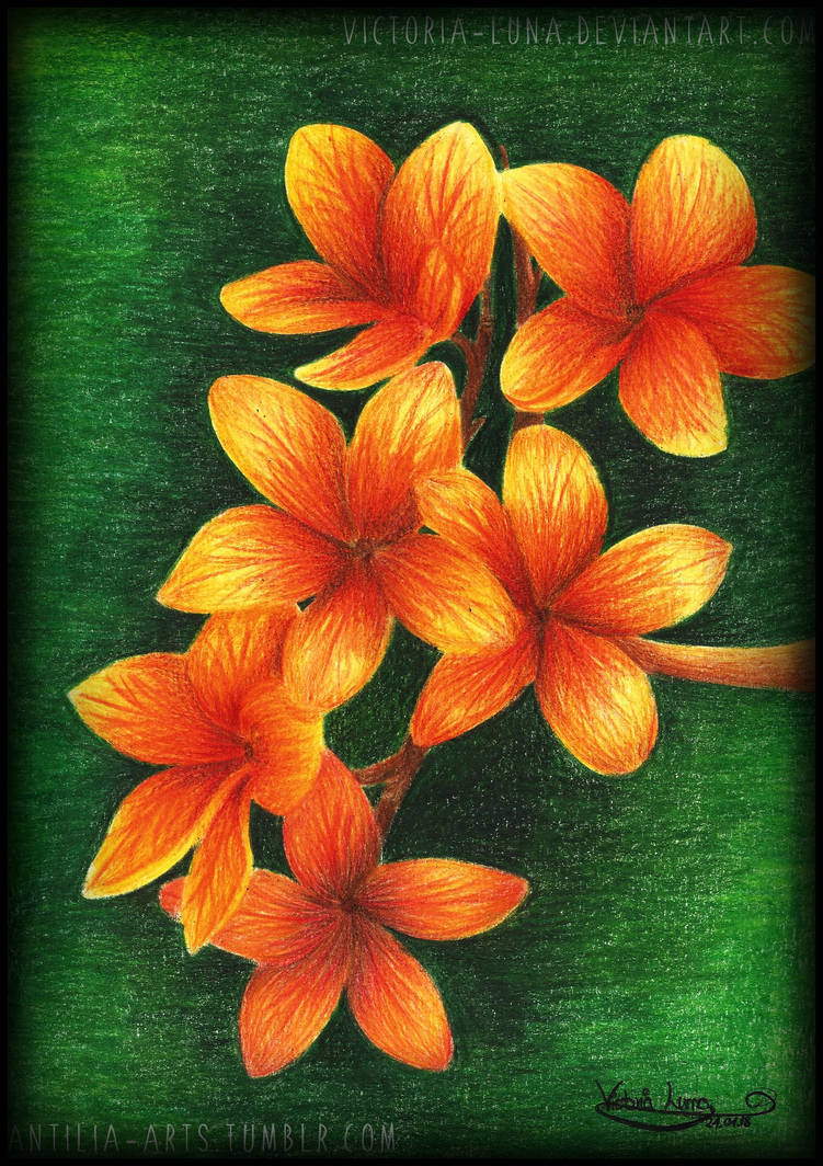 plumeria_by_victoria_luna_dcyiebb-pre.jp