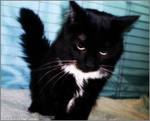 That's enough pictures by Terrific-Tuxedos