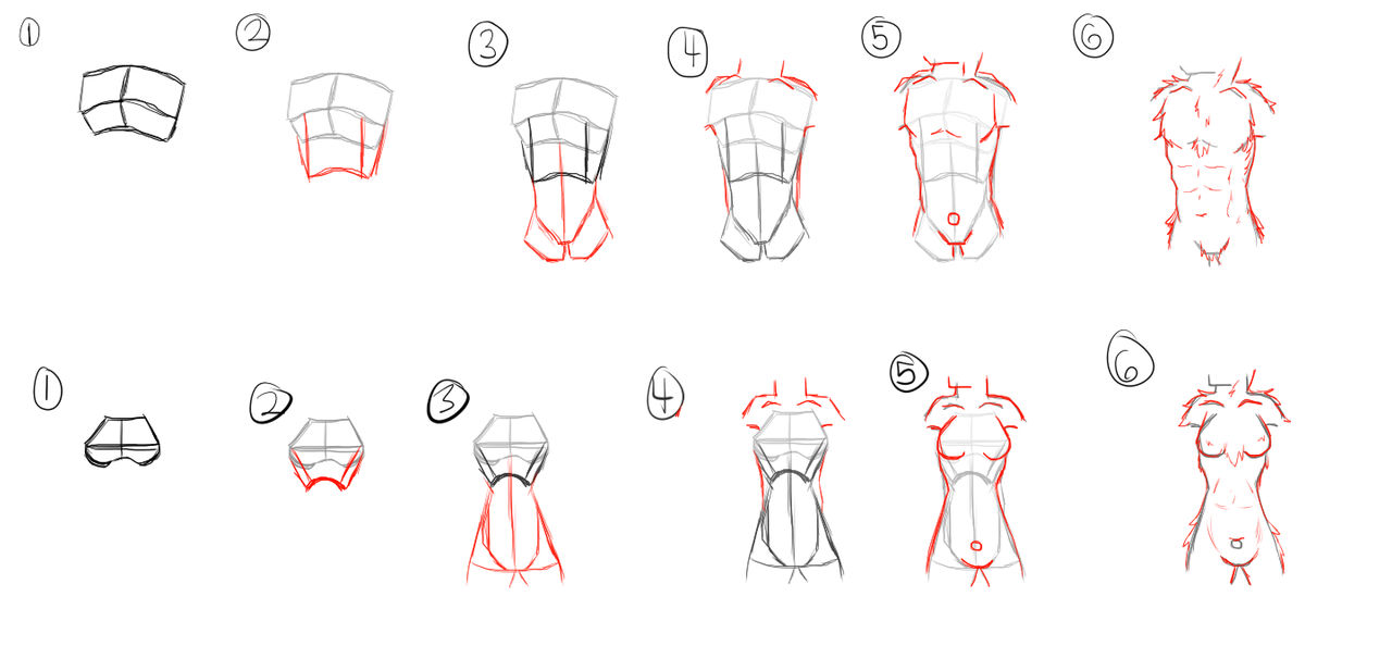 How To Torso (anthro ish) [6 step] by WubBouncer on DeviantArt