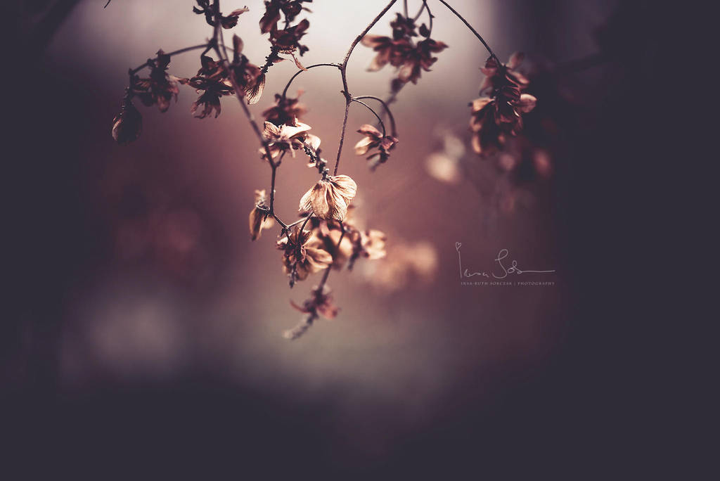 Evening Serenade by Inside-my-ART