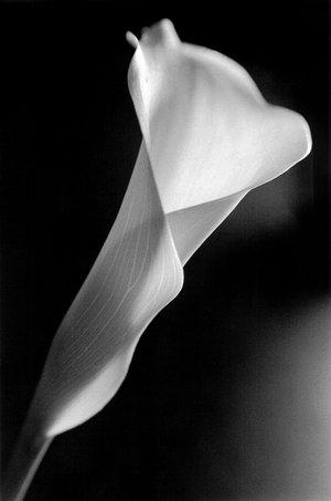 Calla Lily By Black White Club On Deviantart Calla Lily By Black White Club