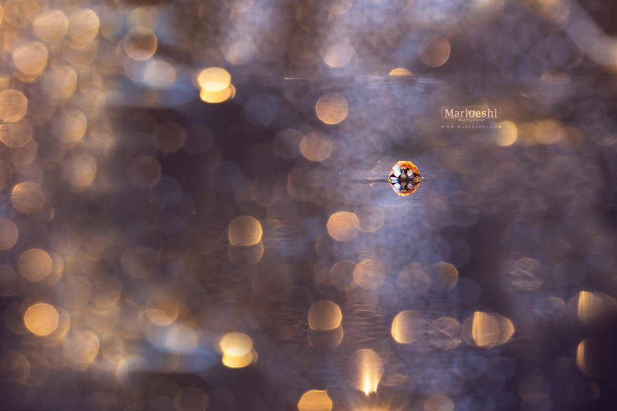 The ladybug by Marloeshi