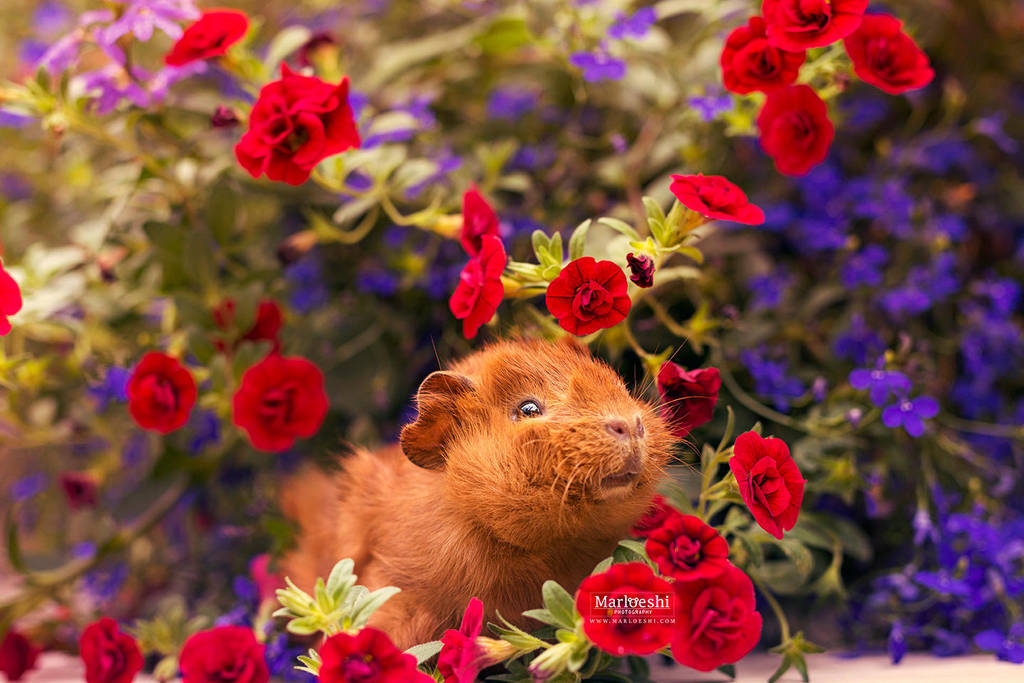 Fluffy Flowers by Marloeshi