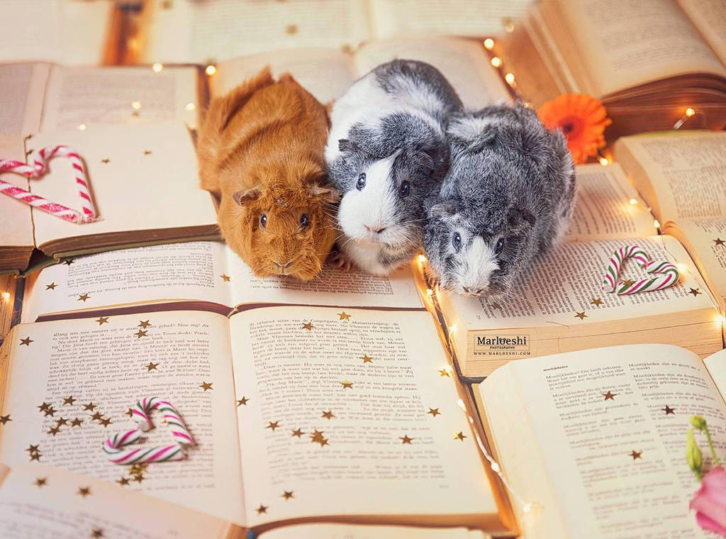 pigs 'n books by Marloeshi