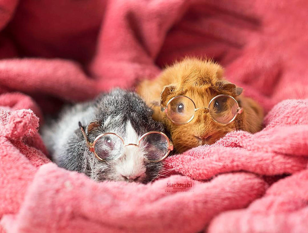 Sleepy pigs by Marloeshi