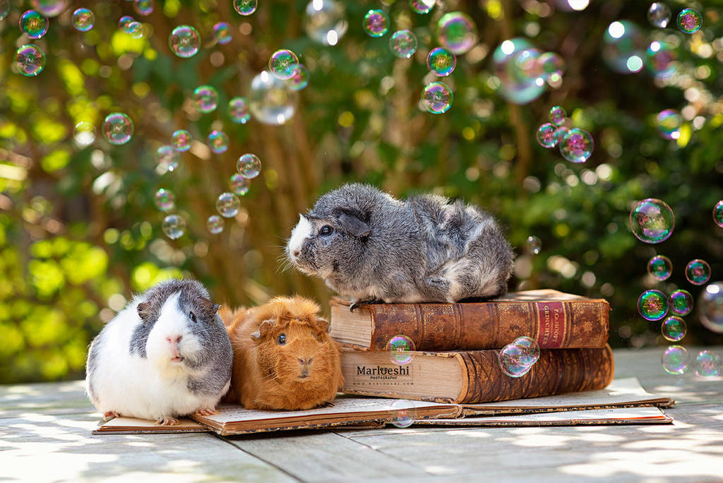 Piggies, books and bubbles by Marloeshi