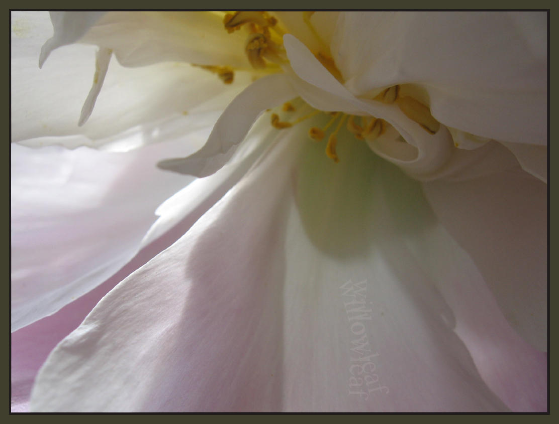 veil of softness by willowleaf