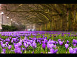 Szczecin in violet by sweetpainter
