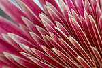 Petals by BlackDogBarnyard