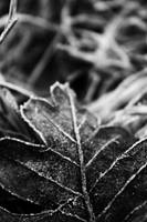 As cold as by roxysouffle