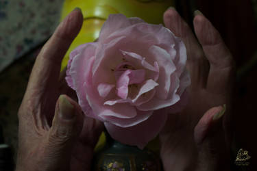 Time Fades as does the Rose by skiesofchaos