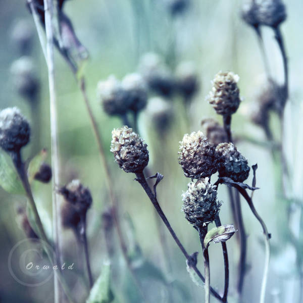 cold plants by Orwald