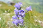 purple flower by nikoniarz