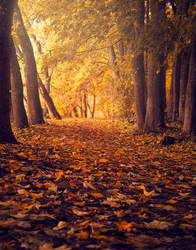 The autumn path by streamweb