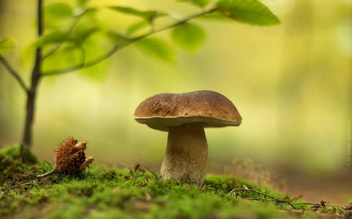 Forest treasure by shade-pl Forest treasure by shade-pl