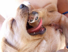 The Puppy 2 by AnetteAnn