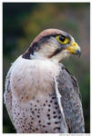 251 - Lanner Falcon by absurdus