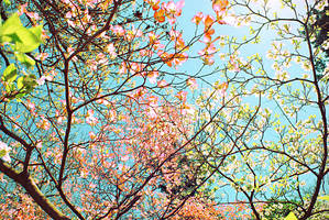 Follow the Sun Rays by lephotog