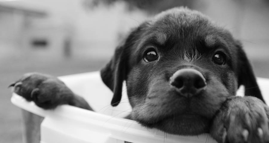 Cute by amobasher