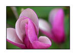 Flowers of Berea SPR 07 3 by ocelot99992003