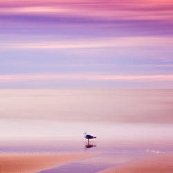 Steadfast Seagull by soulofautumn87