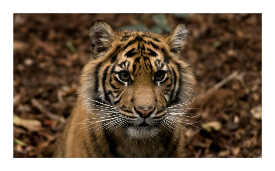 Sumatran Tiger by Cameron-Jung