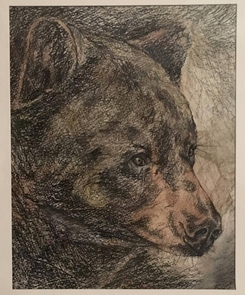 Black Bear by MaboroshiTira